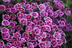 Blumen von Ineke Klaassen