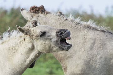 Przewalskipaard