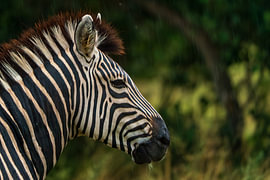 Zebra im Regen von Johannes Jongsma