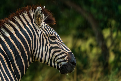 Zebra Standing in the Rain