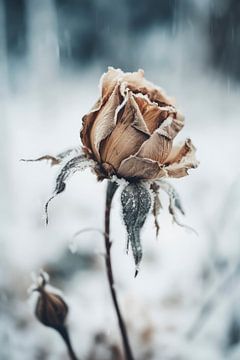 Frozen Rose by Treechild