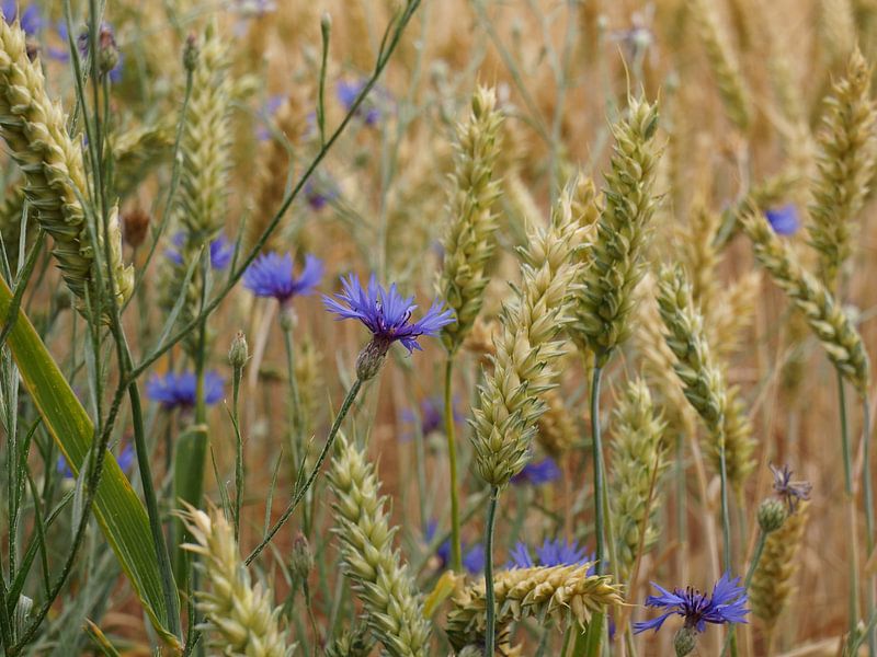 cornflower in the grain by Madeltijntje