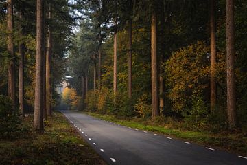 Autoweg door het bos.