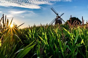 In the maize field by Jens Sessler