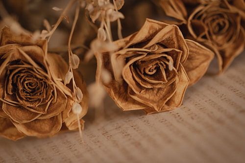 Minimalistisches Foto einer getrockneten Blume(n)