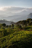 Sunrise over a tea plantation