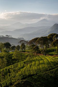 Sunrise over a tea plantation