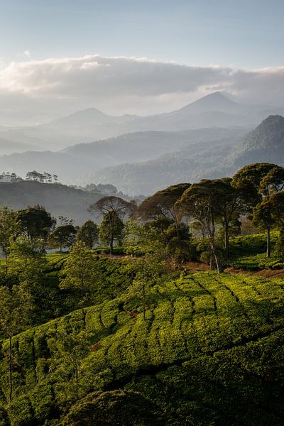 Lever de soleil sur une plantation de thé par Ellis Peeters