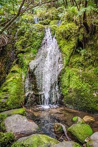 Wasserfall im Abel Tasman Nationalpark bei Marahau, Neuseeland