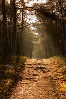 Un sentier forestier éclairé par un conte de fées