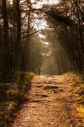 Een sprookjesachtig verlicht bos pad