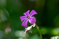 Robertswort