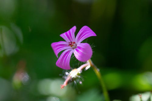 Robertswort
