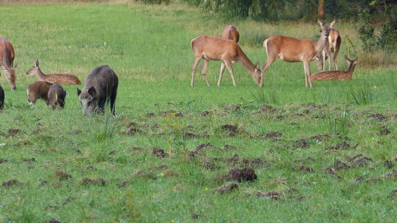 Herten, Zwijnen von Gijs van Veldhuizen