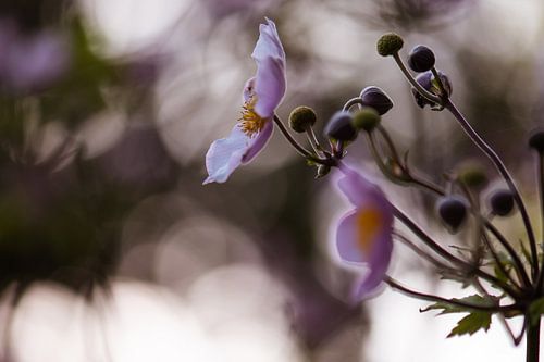 bokeh anemone