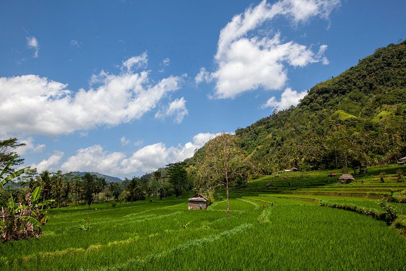 Terrasvormig rijstveld in het oogstseizoen in Bali, Indonesië van Tjeerd Kruse