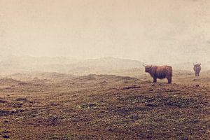 Scottish highlander in the Dunes by eric van der eijk