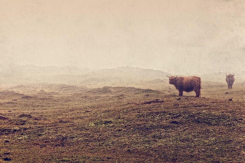 Highlander écossais dans les Grafelijkheidsduinen par eric van der eijk