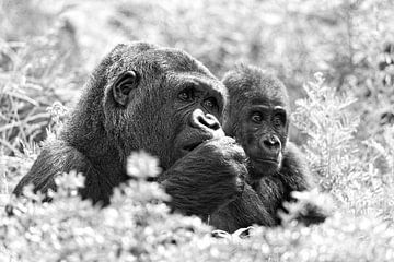 Gorilla mother and child