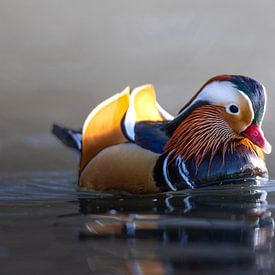 Mandarin duck in the sun by Wietse de Graaf