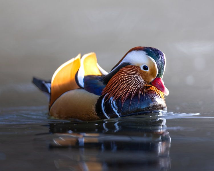 Mandarin duck in the sun by Wietse de Graaf