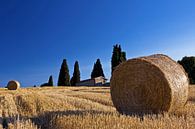 The Tuscan Gold by Niels den Otter thumbnail