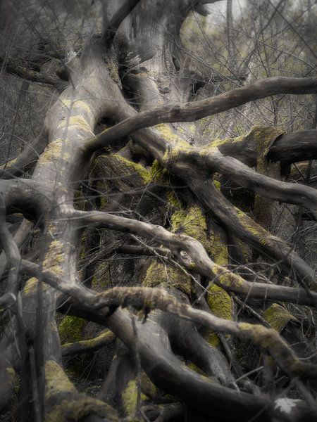 Gewirr von Ästen von Lynxs Photography