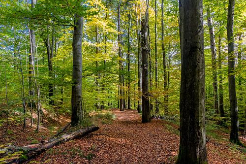 Randonnée automnale à travers la forêt de Thuringe
