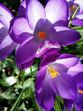 Krokus paars 1 van Karen Bos