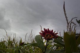 sunflower in the field by Anne Marije Hoekstra
