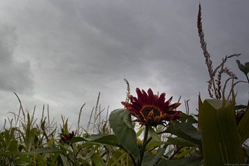 zonnenbloem in het veld van Anne Marije Hoekstra