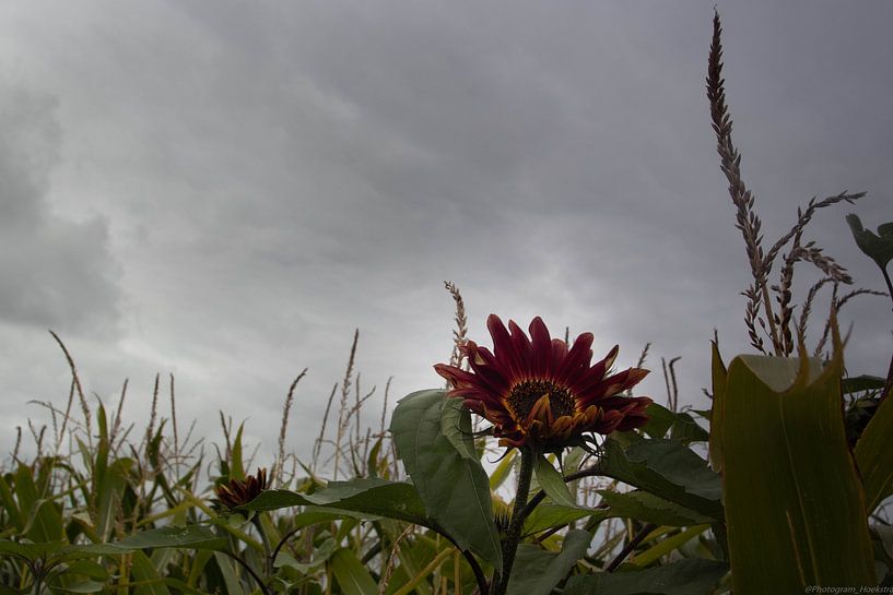 sunflower in the field by Anne Marije Hoekstra