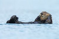 Zeeotter in het blauwe water van Alaska