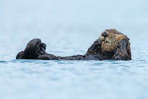 Zeeotter in het blauwe water van Alaska