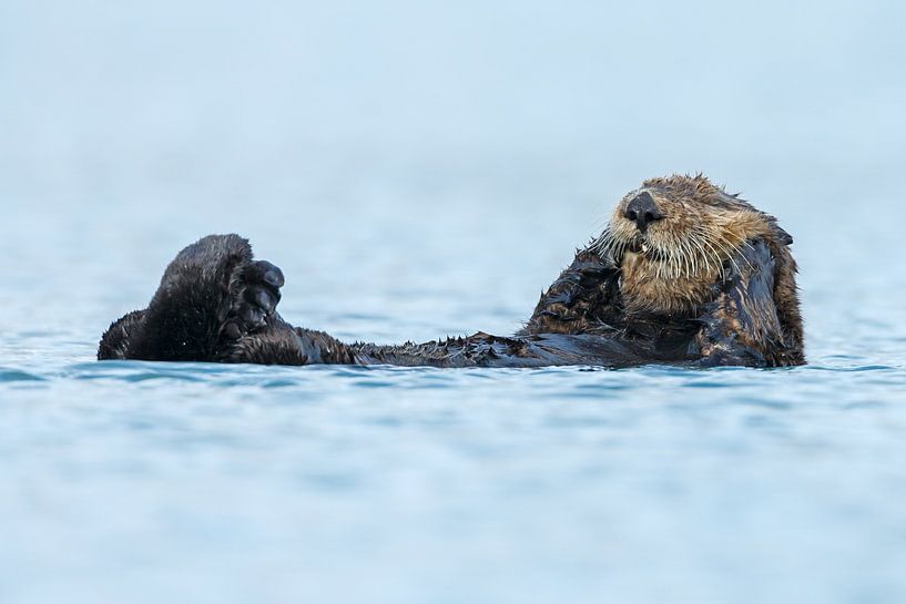 Zeeotter in het blauwe water van Alaska van Menno Schaefer