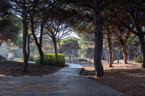 Een houten wandelpad slingert door een mediterraan dennenbos, natuurreservaat, Pinar De La Almadraba, Pinares De Rota, Rota, Cádiz, Andalusië, Spanje