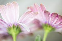 high key flowers with rain drops