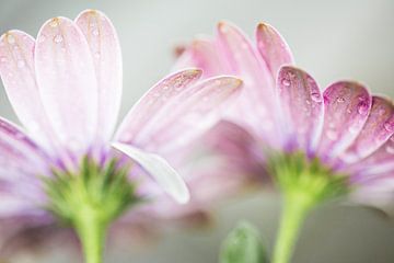 high key flowers with rain drops van Jovas Fotografie