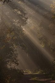 sunrays by Bart Liesenborgs