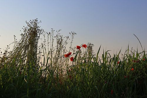 Poppies at dusk