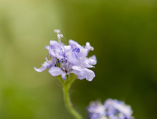 lila lente