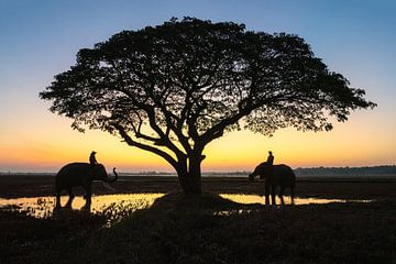 Éléphants dans les champs au lever du soleil