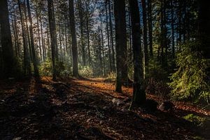 Waldlichter