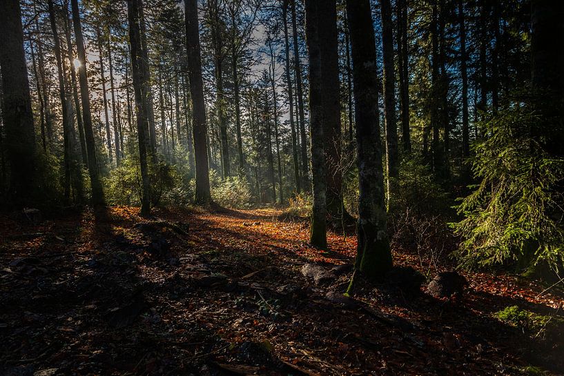 Forest lights by Thomas Heitz