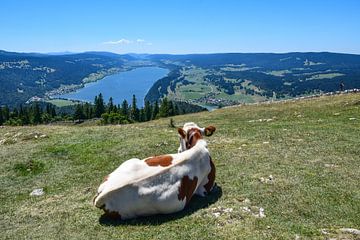 Pastoraal uitzicht op Lac de Joux