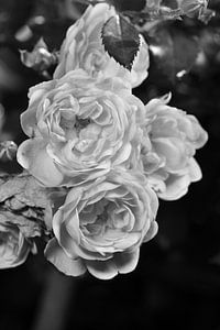 Ein Rosenstrauß in schwarz-weiß von Gerard de Zwaan