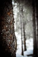 Trees of kjellstadlia norway