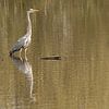 Héron cendré au bord d'un plan d'eau calme sur Kristof Lauwers