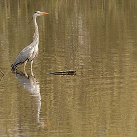 Blauwe reiger in stil water van Kristof Lauwers