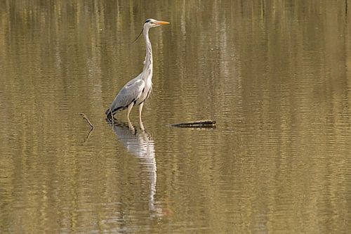 Blauwe reiger in stil water